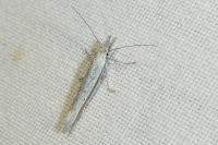 Pleurota ericella