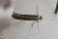 Tinagma ocnerostomella