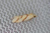 Aethes mauritanica