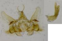 Aethes mauritanica