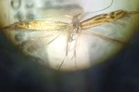 Coleophora auroguttella