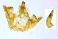 Bactra venosana