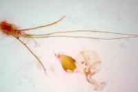 Opogona omoscopa