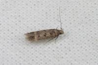 Bryotropha