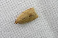 Clepsis consimilana