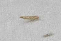 Pyroderces argyrogrammos
