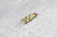 Aethes williana