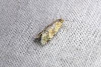 Aethes williana