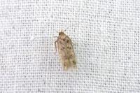 Bryotropha