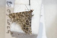 Alucita huebneri