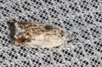 Ancylis laetana