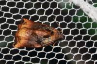 Archips podana