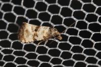 Cochylichroa atricapitana