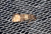 Piniphila bifasciana
