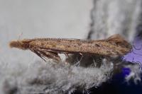 Pyncostola bohemiella
