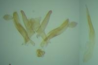 Oxyptilus parvidactylus