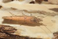 Ypsolopha ustella
