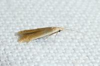 Coleophora trigeminella