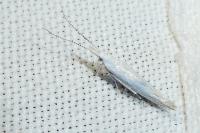 Coleophora zelleriella