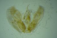 Merrifieldia spicidactyla