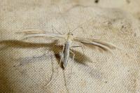 Merrifieldia spicidactyla
