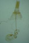 Blastobasis phycidella