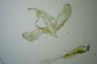 Apatema proteroclina