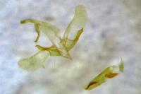 Apatema proteroclina