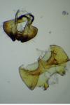 Cephimallota crassiflavella