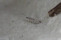 Micrurapteryx kollariella