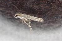 Micrurapteryx kollariella