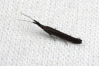 Coleophora