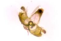 Coleophora
