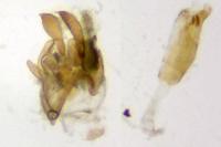 Metzneria aprilella