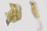 Metzneria aprilella