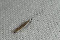 Coleophora acrisella