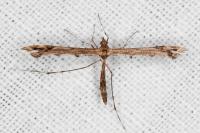 Amblyptilia acanthadactyla
