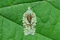 Acleris literana