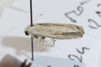 Eucosma albidulana