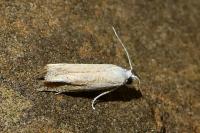 Eucosma albidulana