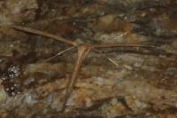 Emmelina monodactyla
