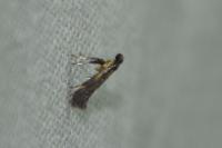 Euspilapteryx auroguttella