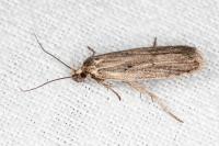 Agonopterix umbellana