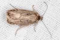 Agonopterix umbellana