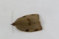 Lozotaenia forsterana