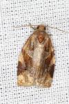 Archips xylosteana