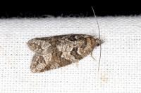 Cnephasia