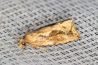 Endothenia quadrimaculana
