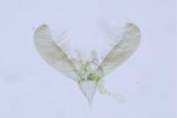 Elachista consortella