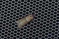 Tortricodes alternella